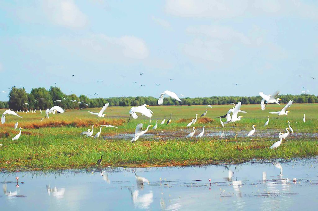 Oiseaux aquatiques, Parc de Tràm Chim, Đồng Tháp, Vietnam