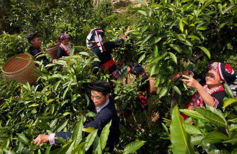 Champs de thé dans le Ha Giang, Vietnam