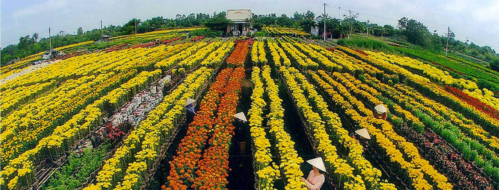 Champs de fleurs à Sadec, Vietnam